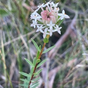 Pimelea linifolia at Bundanoon, NSW - Yesterday by JaneR