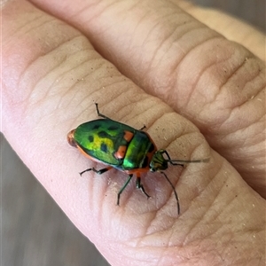 Scutiphora pedicellata (Metallic Jewel Bug) at Gordon, ACT - Today by GG
