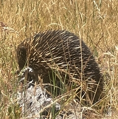 Tachyglossus aculeatus (Short-beaked Echidna) at Strathnairn, ACT - 7 Dec 2025 by Clarel