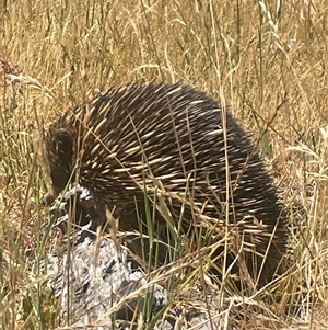 Tachyglossus aculeatus at Strathnairn, ACT - Today by Clarel