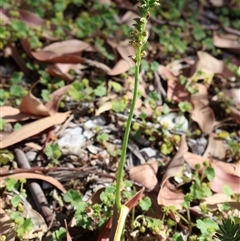 Microtis parviflora at Acton, ACT - 6 Dec 2025 by Clarel