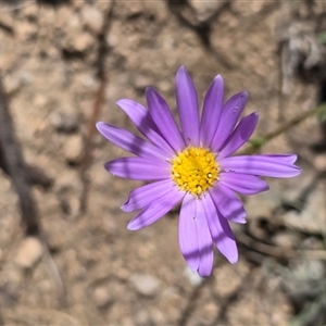 Brachyscome sp. by JARS