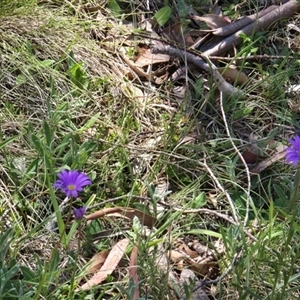 Brachyscome sp. by JARS