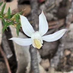 Caladenia moschata (Musky Caps) at Yaouk, NSW - 28 Nov 2025 by JARS
