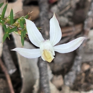 Caladenia moschata by JARS