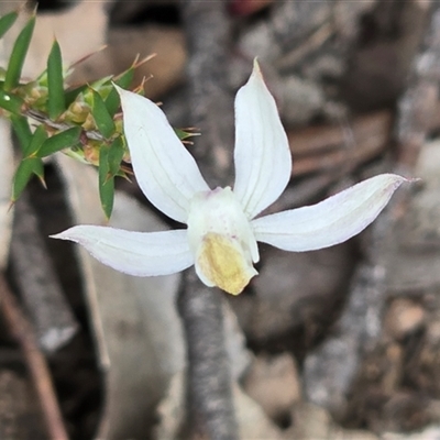 Caladenia moschata (Musky Caps) at Yaouk, NSW - 28 Nov 2025 by JARS