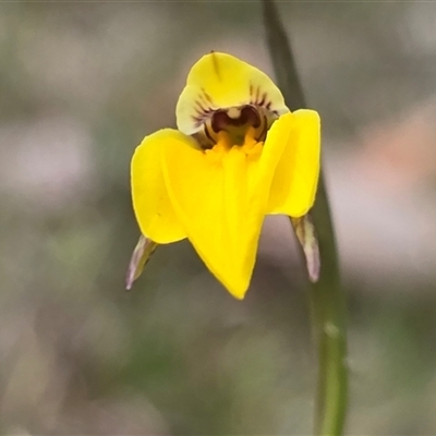 Diuris subalpina (Small Snake Orchid) at  - suppressed by JARS