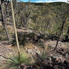 Xanthorrhoea glauca subsp. angustifolia at Uriarra Village, ACT - 7 Dec 2025 by RangerBec
