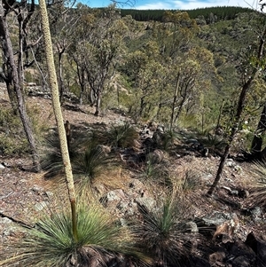 Xanthorrhoea glauca subsp. angustifolia at Uriarra Village, ACT - Today by RangerBec