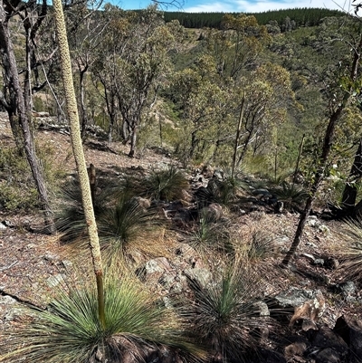 Xanthorrhoea glauca subsp. angustifolia at Uriarra Village, ACT - 7 Dec 2025 by RangerBec