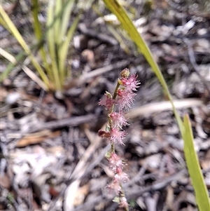 Unverified Plant by Dron