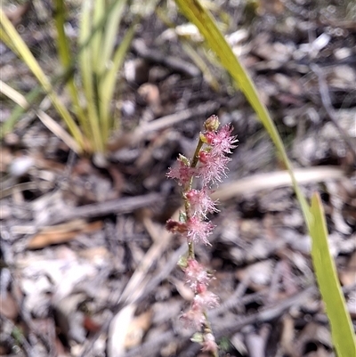 Unverified Plant at  - suppressed by Dron