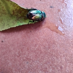 Lamprima aurata (Golden stag beetle) at Weston, ACT - 7 Dec 2025 by KateU