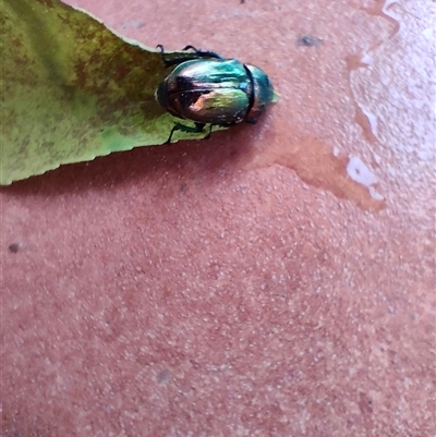 Lamprima aurata (Golden stag beetle) at Weston, ACT - 7 Dec 2025 by KateU