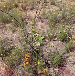 Crataegus monogyna (Hawthorn) at Watson, ACT - Today by waltraud