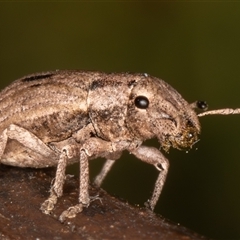 Eurymetopus birabeni (Weevil) at Symonston, ACT - 7 Dec 2025 by rawshorty