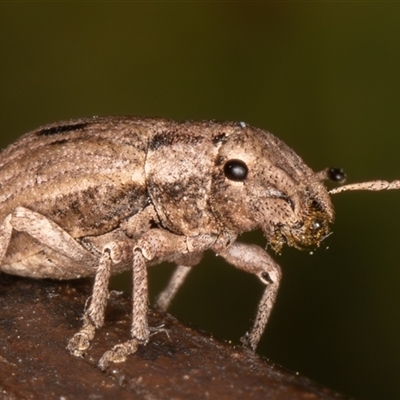 Eurymetopus birabeni (Weevil) at Symonston, ACT - 7 Dec 2025 by rawshorty