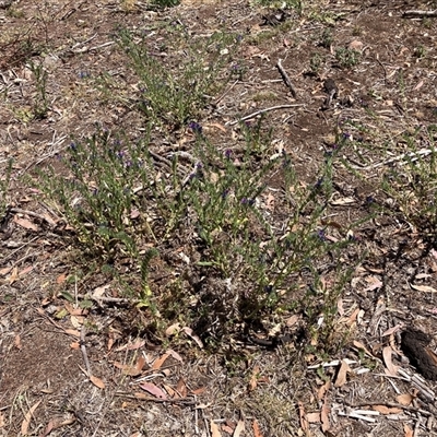 Echium plantagineum (Paterson's Curse) at Watson, ACT - 7 Dec 2025 by waltraud