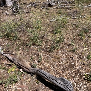Hirschfeldia incana (Buchan Weed) at Watson, ACT - Today by waltraud