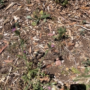 Carduus pycnocephalus at Watson, ACT - Today by waltraud