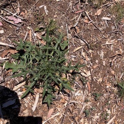 Cirsium vulgare (Spear Thistle) at Watson, ACT - 7 Dec 2025 by waltraud