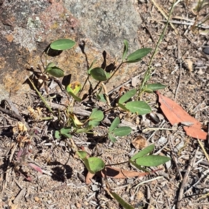 Grona varians at Isaacs, ACT - Today by Mike