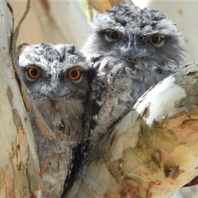 Podargus strigoides (Tawny Frogmouth) at  - suppressed by LineMarie