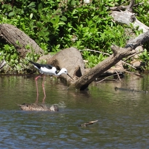 Himantopus leucocephalus at Fyshwick, ACT - Today by LineMarie
