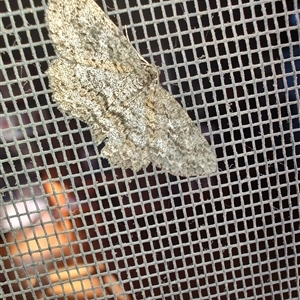 Unverified Geometer moth (Geometridae) at Greenleigh, NSW - Today by LyndalT