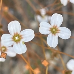 Mitrasacme polymorpha at Bundanoon, NSW - 6 Dec 2025 by JaneR