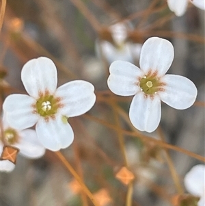 Mitrasacme polymorpha at Bundanoon, NSW - Yesterday by JaneR