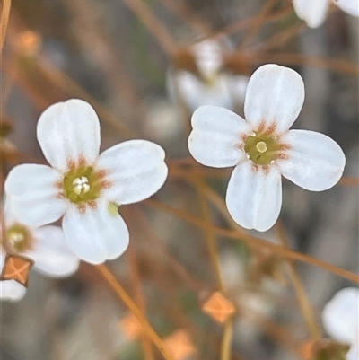 Mitrasacme polymorpha at Bundanoon, NSW - 6 Dec 2025 by JaneR