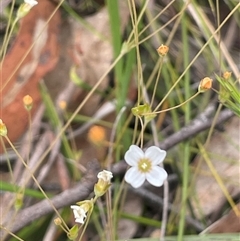 Mitrasacme polymorpha at Bundanoon, NSW - 20 Nov 2025 by JaneR