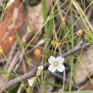 Mitrasacme polymorpha at Bundanoon, NSW - 20 Nov 2025 by JaneR