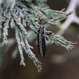 Rhinotia sp. in brunnea-group (A belid weevil) at Bruce, ACT - 3 Dec 2025 by AlisonMilton