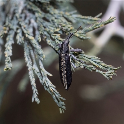 Rhinotia sp. in brunnea-group (A belid weevil) at Bruce, ACT - 3 Dec 2025 by AlisonMilton