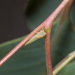 Eurymeloides sp. (genus) (Eucalyptus leafhopper) at Bruce, ACT - 3 Dec 2025 by AlisonMilton