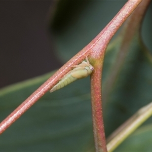 Eurymeloides sp. (genus) (Eucalyptus leafhopper) at Bruce, ACT - 3 Dec 2025 by AlisonMilton