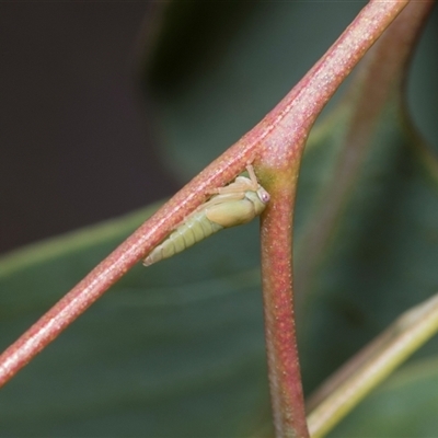 Eurymeloides sp. (genus) (Eucalyptus leafhopper) at Bruce, ACT - 3 Dec 2025 by AlisonMilton