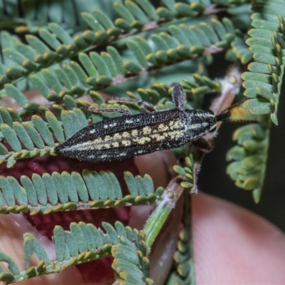 Rhinotia hemisticta at Hawker, ACT - 4 Dec 2025 by AlisonMilton