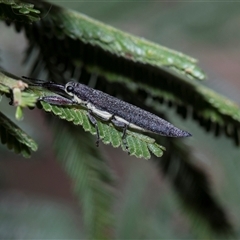 Rhinotia phoenicoptera (Belid weevil) at Bruce, ACT - 3 Dec 2025 by AlisonMilton