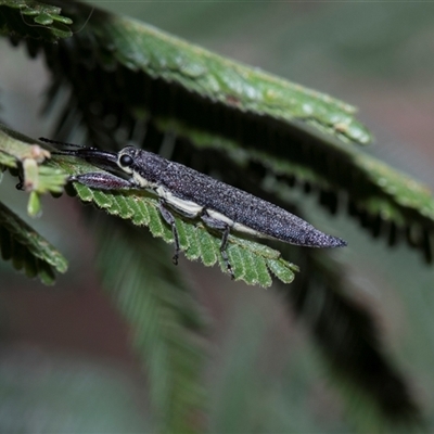 Rhinotia phoenicoptera (Belid weevil) at Bruce, ACT - 3 Dec 2025 by AlisonMilton