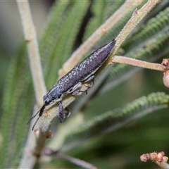 Rhinotia sparsa (A belid weevil) at Bruce, ACT - 3 Dec 2025 by AlisonMilton