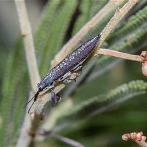 Rhinotia sparsa (A belid weevil) at Bruce, ACT - 3 Dec 2025 by AlisonMilton
