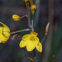 Bulbine bulbosa (Golden Lily, Bulbine Lily) at Bruce, ACT - 31 Oct 2025 by AlisonMilton