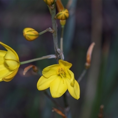 Bulbine bulbosa (Golden Lily, Bulbine Lily) at Bruce, ACT - 31 Oct 2025 by AlisonMilton