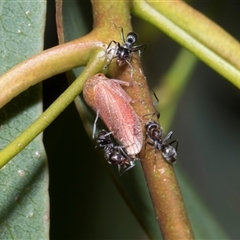 Katipo rubrivenosa (A leafhopper) at Scullin, ACT - 4 Dec 2025 by AlisonMilton