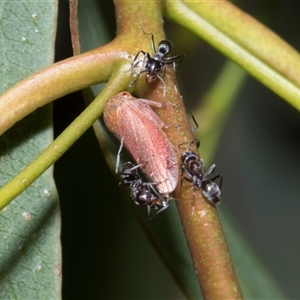 Katipo rubrivenosa (A leafhopper) at Scullin, ACT - 4 Dec 2025 by AlisonMilton