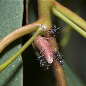 Unverified Ant (Hymenoptera, Formicidae) at Scullin, ACT - 4 Dec 2025 by AlisonMilton