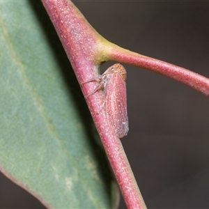 Katipo rubrivenosa (A leafhopper) at Bruce, ACT - 3 Dec 2025 by AlisonMilton